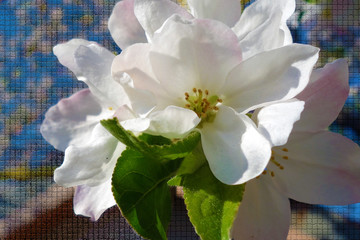 Apple blossom in a dream spring