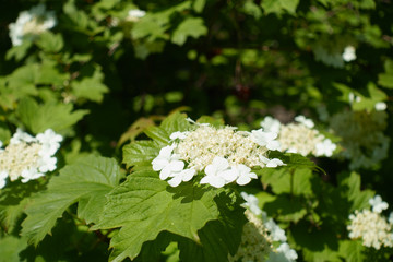 Florescence of Viburnum opulus bush in mid May
