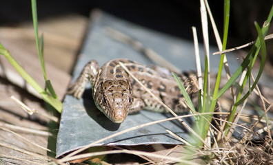 agile lizard basking in the sun on a piece of iron, living in Russia, female
