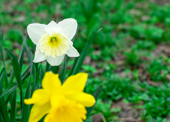 Yellow and white daffodil grows in the garden. Spring flower. Ornamental plant