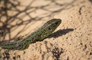 Naklejka na ściany i meble sand lizard can be found in Russia, male