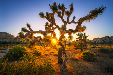 sunset at joshua tree national park, california, usa