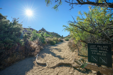 hiking the lost palms oasis trail in joshua tree national park, california, usa