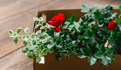 Strawberry, Pelargonium and other plant in pots on wooden background, Urban gardening on the balcony in the apartment, Home garden concept