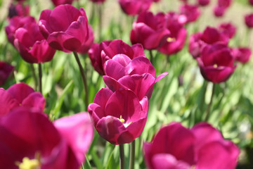 Beautiful blooming tulips outdoors on sunny day