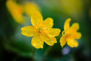 yellow flowers in morning Ross