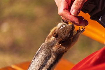 wild animal inside Banff National Park, Alberta, Canada