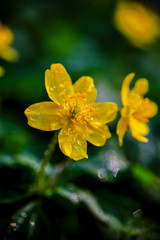 yellow flowers in morning Ross