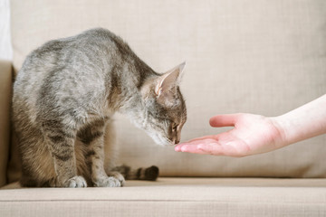 A gray striped cat sits on a beige sofa and sniffs a owner hand. The cat trusts the owner. Pet and human. Cat Day © kseniaso