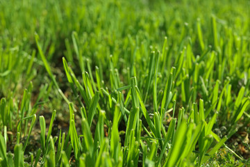Fototapeta na wymiar Lush green grass outdoors on sunny day, closeup