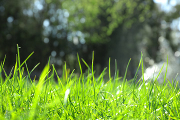 Lush green grass outdoors on sunny day, closeup