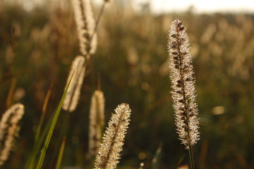 Fototapeta premium Nature