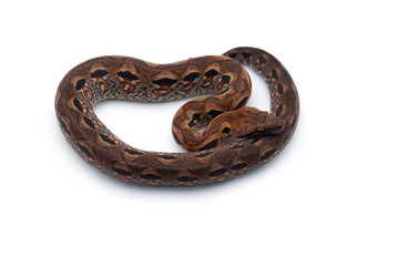 Madagascar ground tree boa isolated on white background