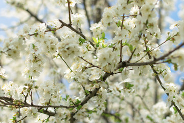 A tree blooms in spring with white flowers. Spring flowering. A tree branch on a background of blue wood
