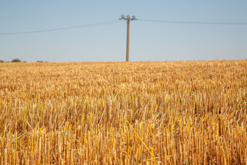 Fototapeta premium Kornfeld