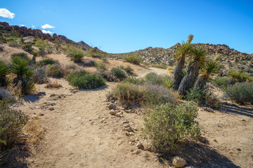 hiking the lost palms oasis trail in joshua tree national park, california, usa