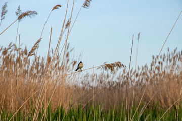 A little bird sits on a twig.