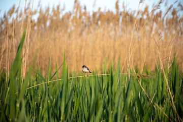 A small bird sits on a twig, against the background of reeds.