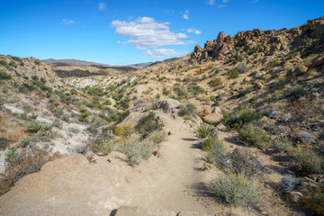 hiking the lost palms oasis trail in joshua tree national park, california, usa
