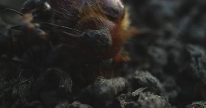 Ants attacking a chafer