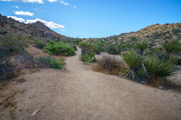 hiking the lost palms oasis trail in joshua tree national park, california, usa