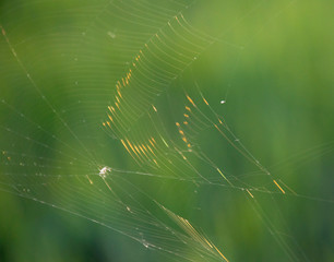 Spider web with glare of the sun's rays, a small spider.