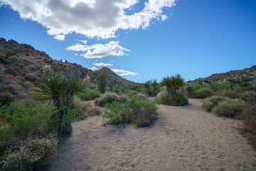 hiking the lost palms oasis trail in joshua tree national park, california, usa