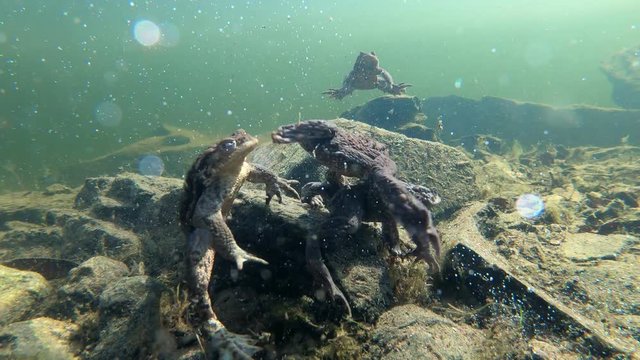 Common toad or European-toad, Bufo bufo in natural environment, underwater on spring,  Czech Republic, Europe wildlife
