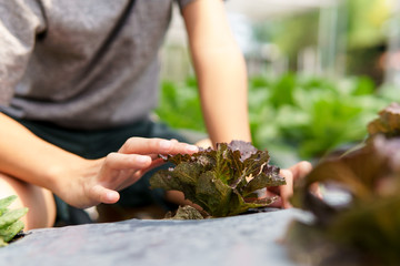 Little hand take care vegetable on soil
