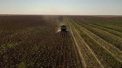 Aerial drone photograph showing industrial machine harvesting sunflower crops. Severe drought...