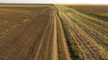 Aerial drone photograph showing severe drought conditions affecting the sunflower crop fields - obrazy, fototapety, plakaty