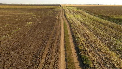 Fotobehang Aerial drone photograph showing severe drought conditions affecting the sunflower crop fields © roibu