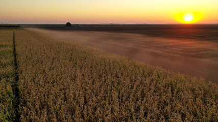 Aerial drone photo at sunrise showing severe drought conditions affecting the corn crop fields.