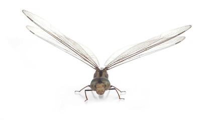 dragonfly isolated on a white background