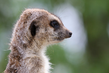 Surykatka szara, strażnik obserwujący otoczenie i wypatrujący zagrożeń dla stada. © bARTkow