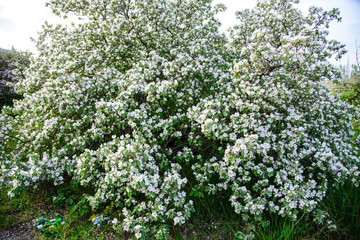 
blooming wild pear