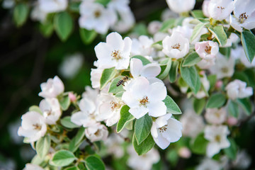 
blooming wild pear