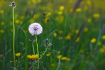 Dandelion stands in the grass next to her an umbrellaless dandelion.
