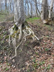 tree roots in the forest