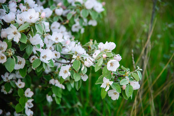 
blooming wild pear