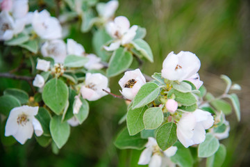 
bee collects honey on a flowering tree