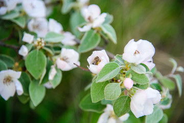 
bee collects honey on a flowering tree