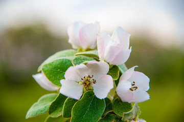 
flowering twig