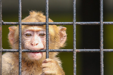 Mała małpka zamknięta w klatce, w parku safari, patrzy w dal i próbuje przegryźć klatkę . - obrazy, fototapety, plakaty