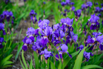 
purple iris