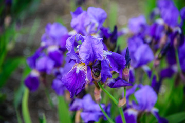 
purple iris