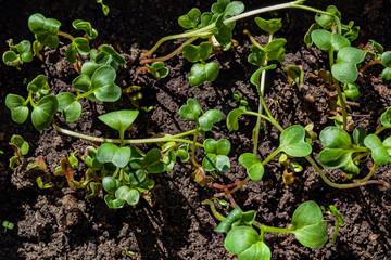 abstract background with green sprouts.