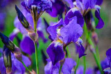 
purple iris