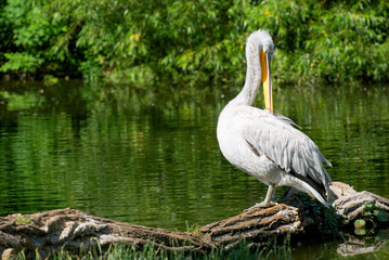 Concept of connection with adorable natural animals