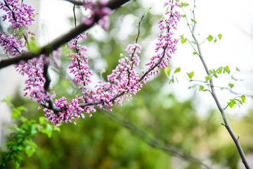 
Blooming tree